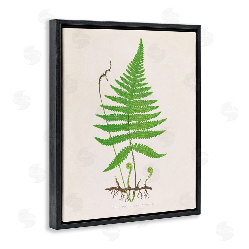 Phillipa Katz | Curled Budding Fern Sprigs