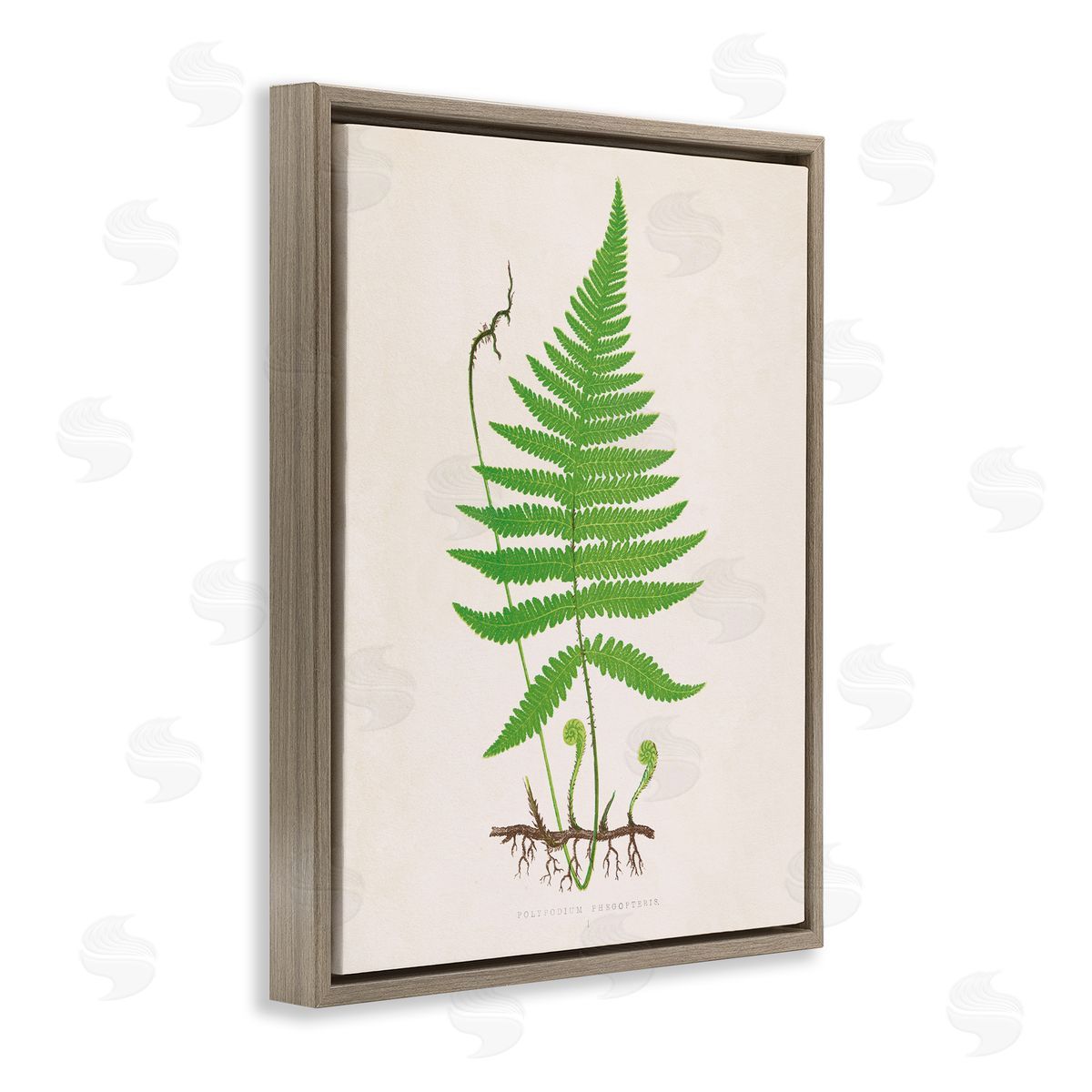 Curled Budding Fern Sprigs Brown Floating Frame Canvas Wall Art, Home Decor by Phillipa Katz