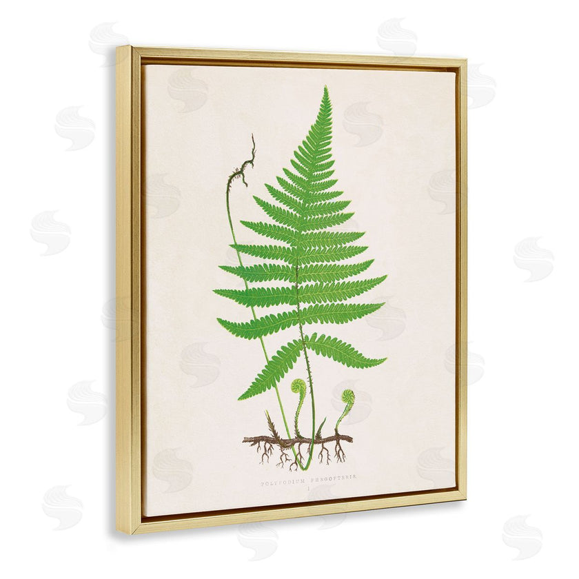 Phillipa Katz | Curled Budding Fern Sprigs
