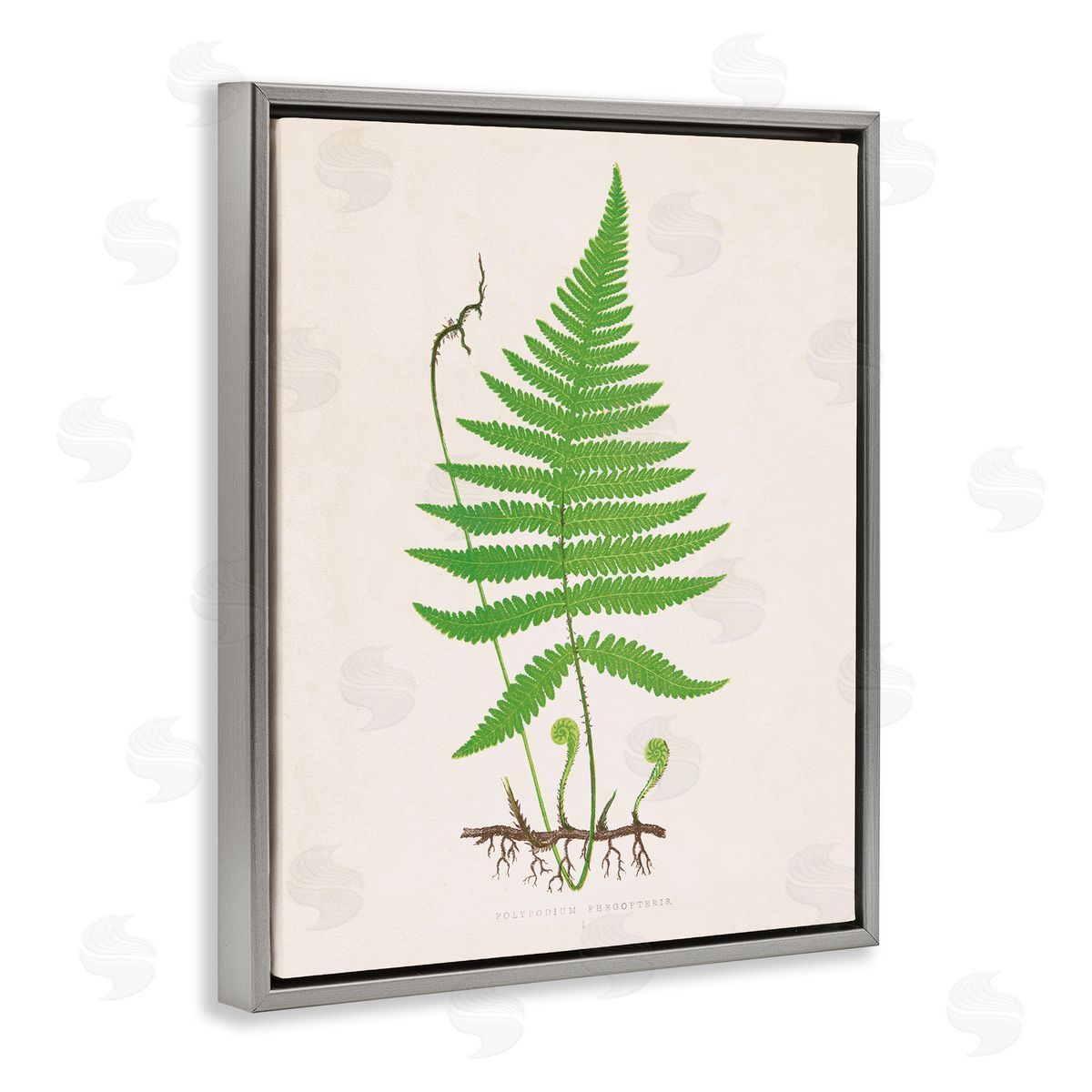 Curled Budding Fern Sprigs Grey Floating Frame Canvas Wall Art, Home Decor by Phillipa Katz