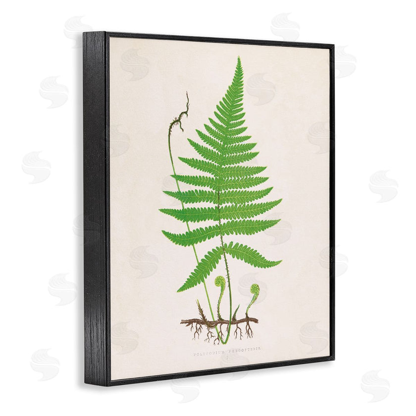 Phillipa Katz | Curled Budding Fern Sprigs