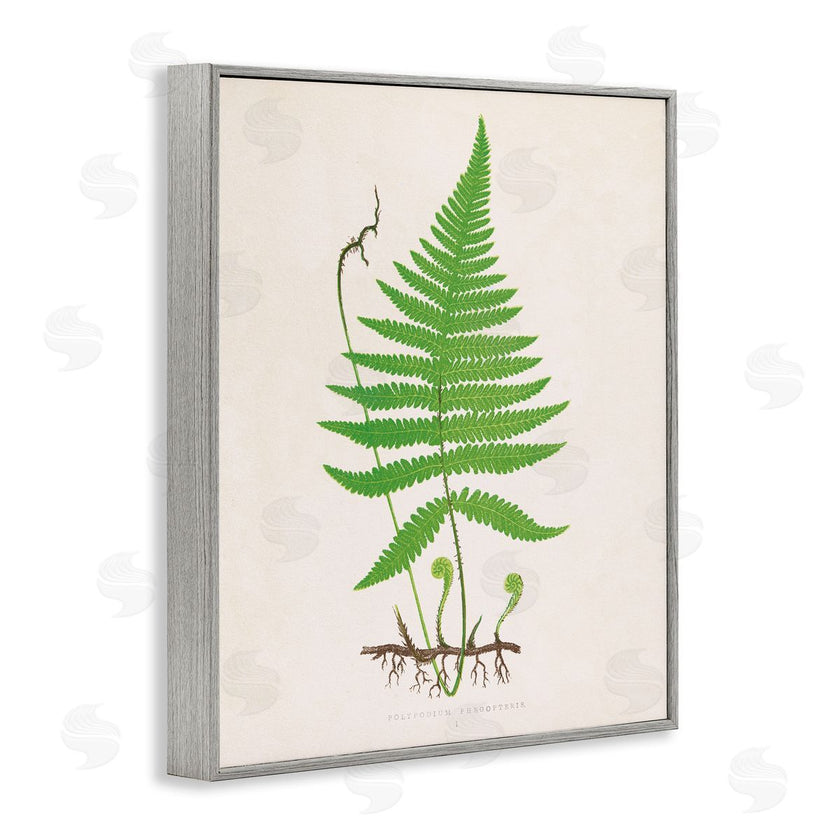Phillipa Katz | Curled Budding Fern Sprigs