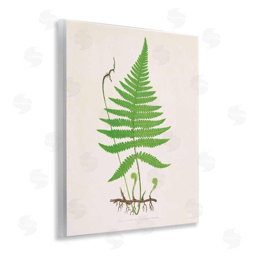 Phillipa Katz | Curled Budding Fern Sprigs