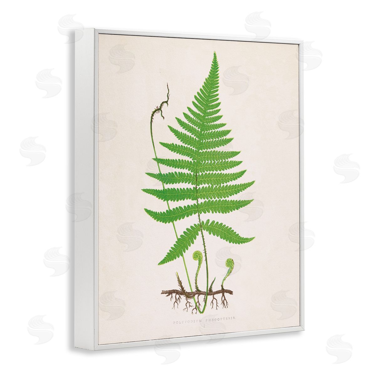 Curled Budding Fern Sprigs White Frame Print Wall Art, Home Decor by Phillipa Katz