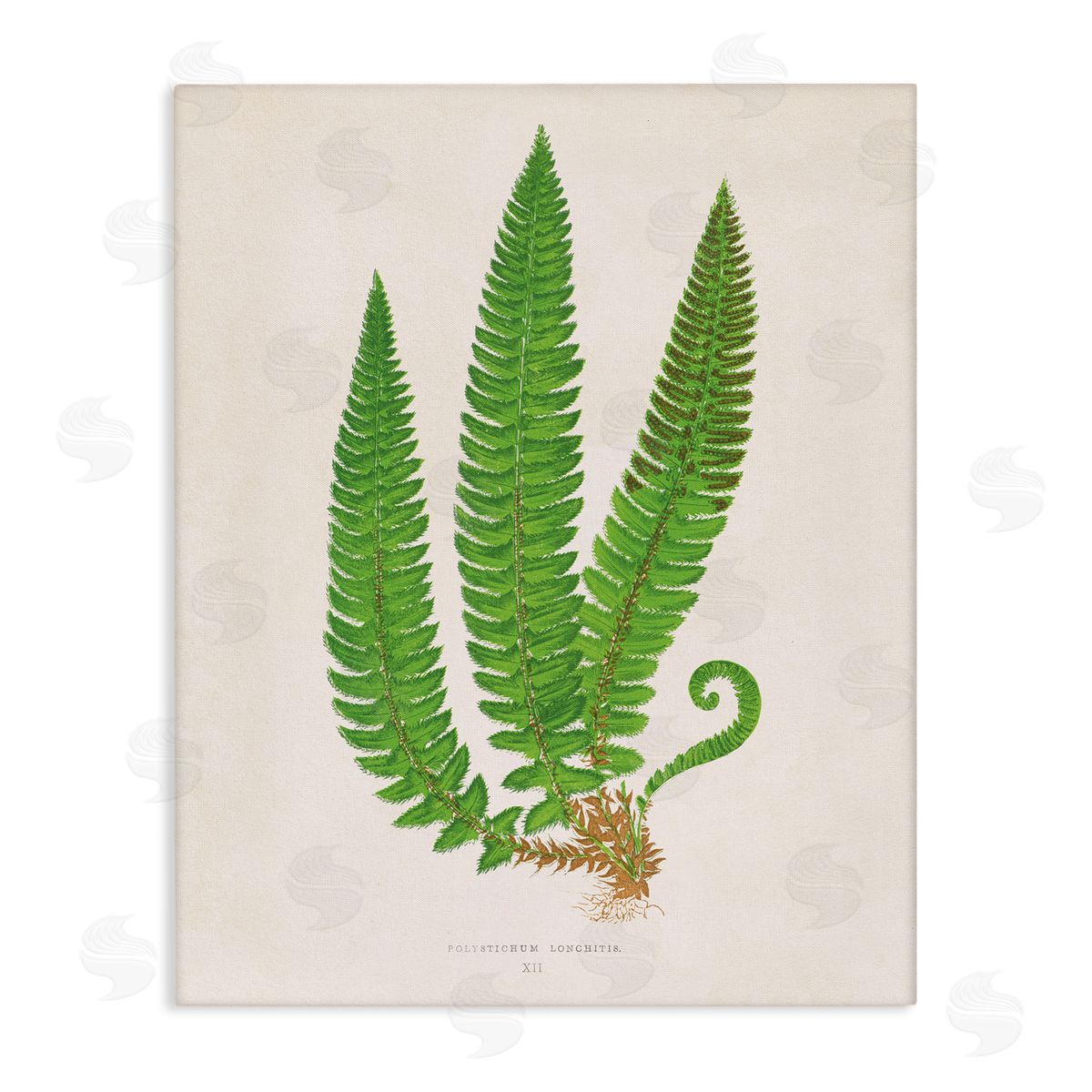 Natural Fern Branch Trio Canvas Wall Art, Home Decor by Phillipa Katz