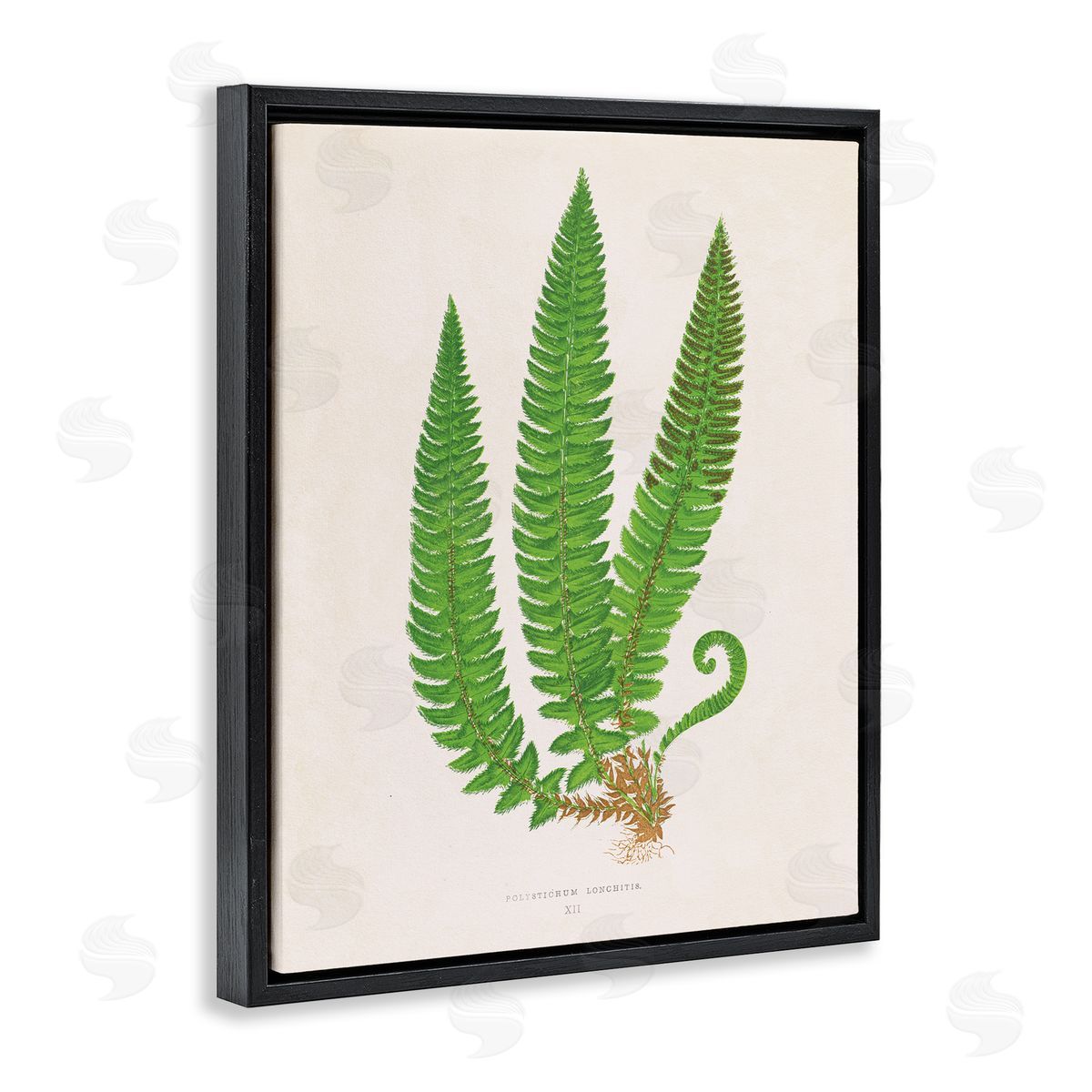 Natural Fern Branch Trio Black Floating Frame Canvas Wall Art, Home Decor by Phillipa Katz