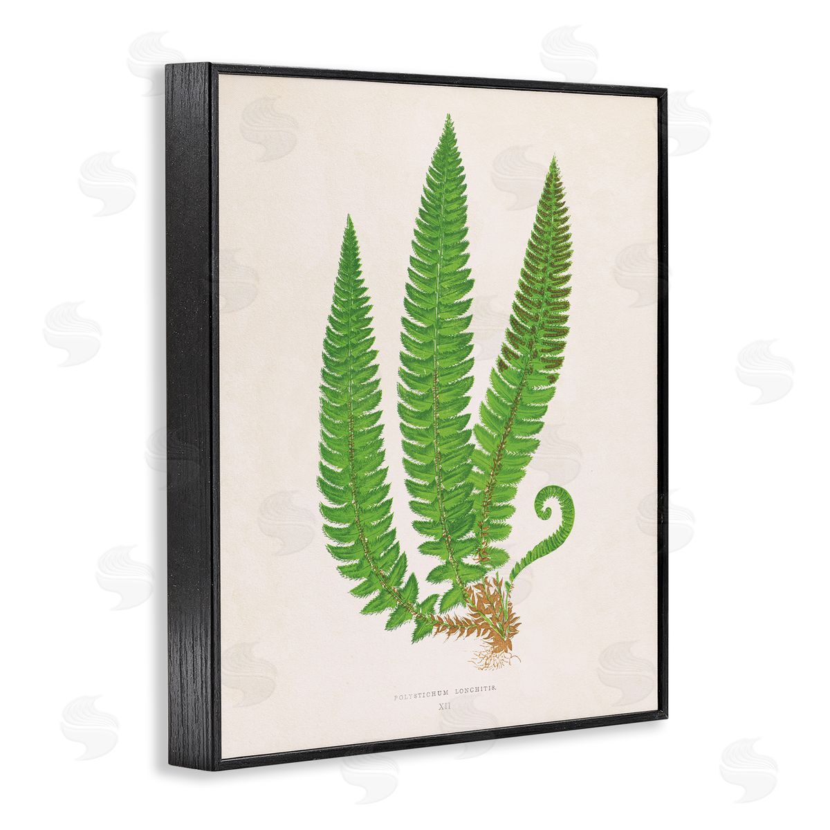 Natural Fern Branch Trio Black Frame Print Wall Art, Home Decor by Phillipa Katz