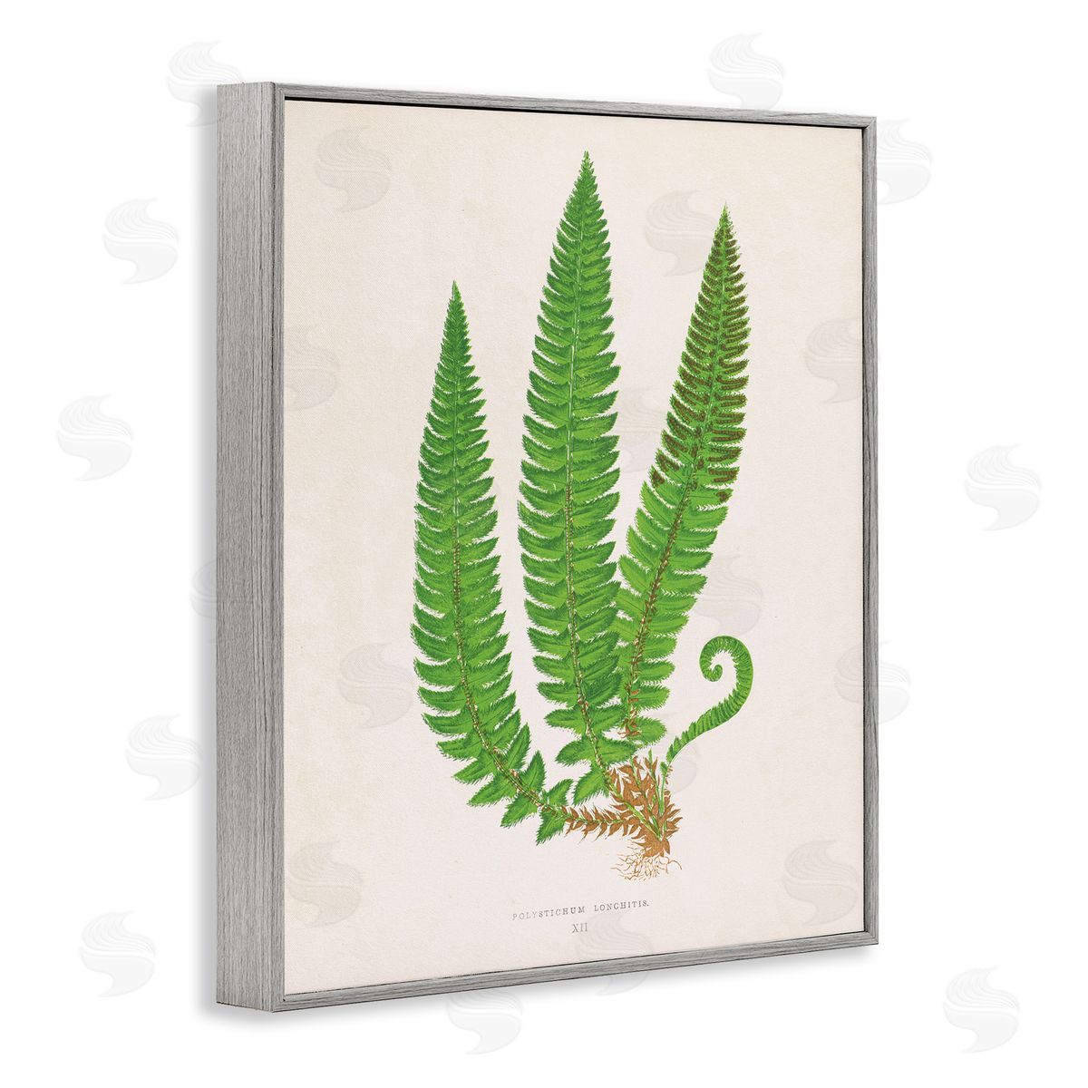 Natural Fern Branch Trio Grey Frame Print Wall Art, Home Decor by Phillipa Katz