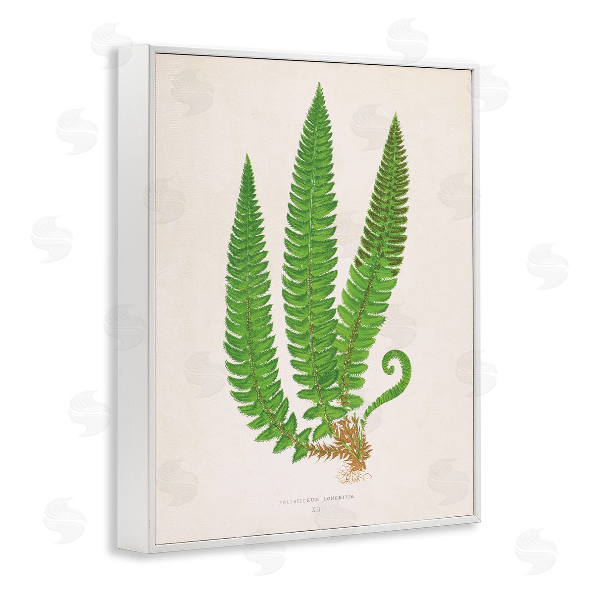 Natural Fern Branch Trio White Frame Print Wall Art, Home Decor by Phillipa Katz