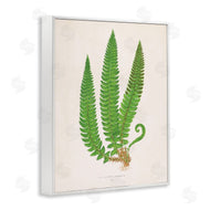 Phillipa Katz | Natural Fern Branch Trio
