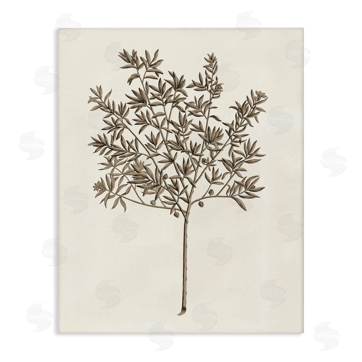 Vintage Study of Olive Tree Canvas Wall Art, Home Decor by Phillipa Katz
