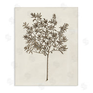 Phillipa Katz | Vintage Study of Olive Tree