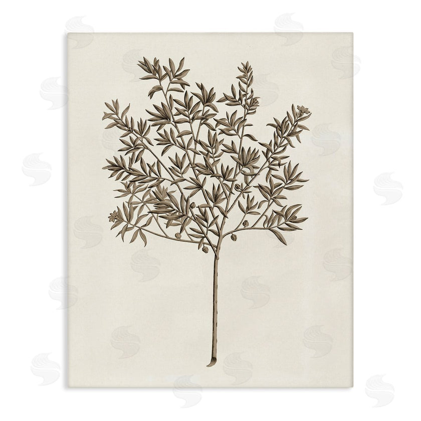 Phillipa Katz | Vintage Study of Olive Tree