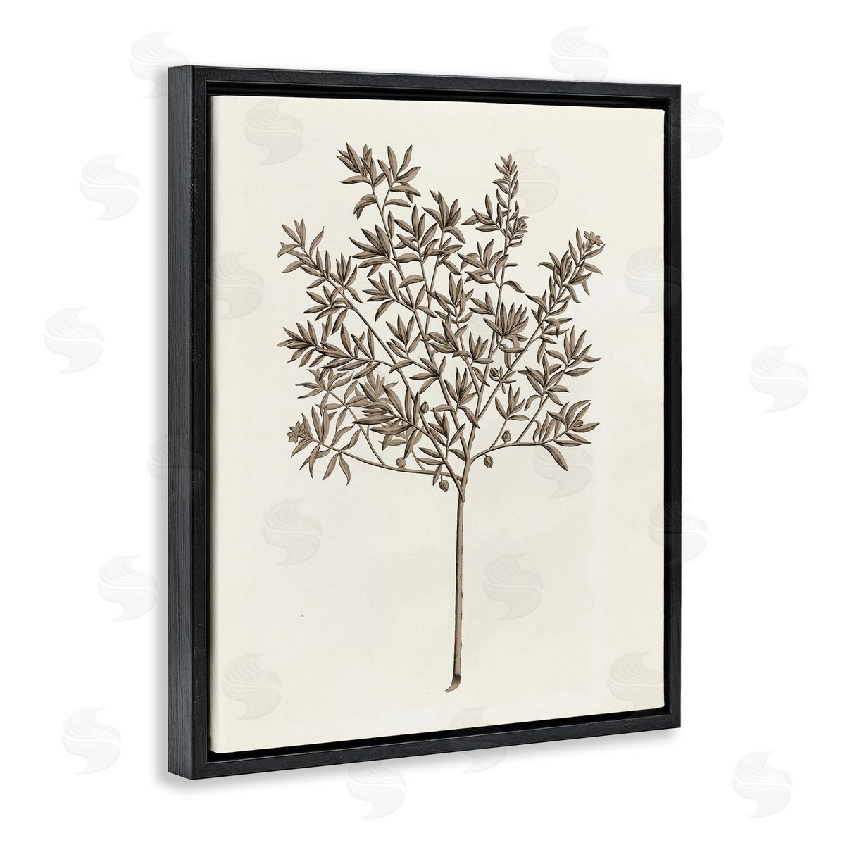Vintage Study of Olive Tree Black Floating Frame Canvas Wall Art, Home Decor by Phillipa Katz