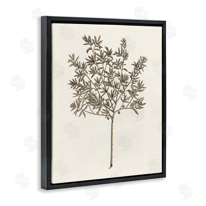 Phillipa Katz | Vintage Study of Olive Tree