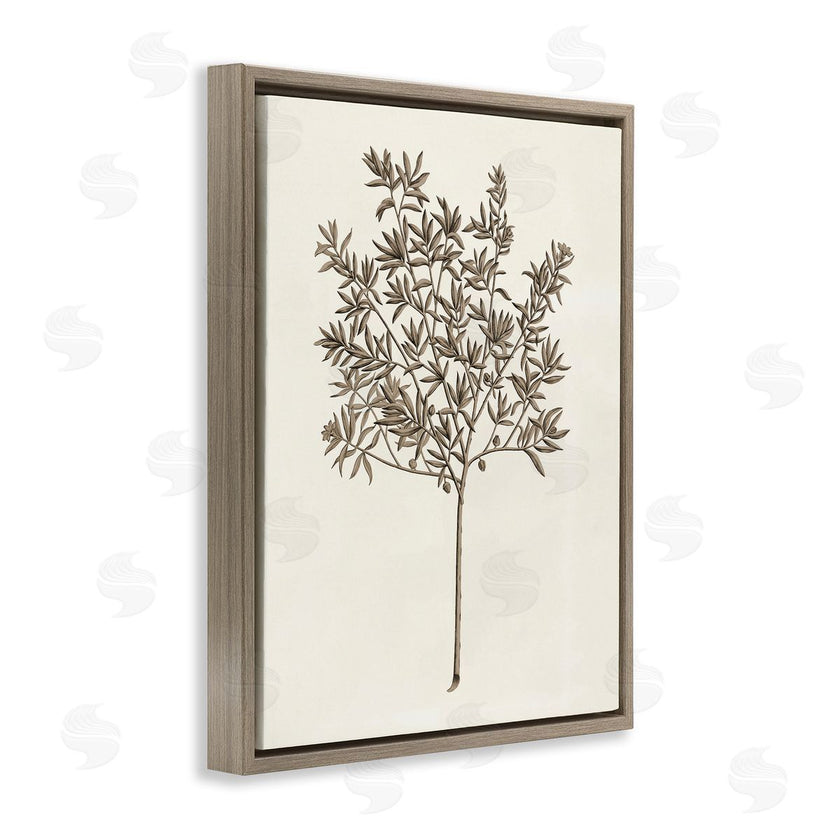 Phillipa Katz | Vintage Study of Olive Tree