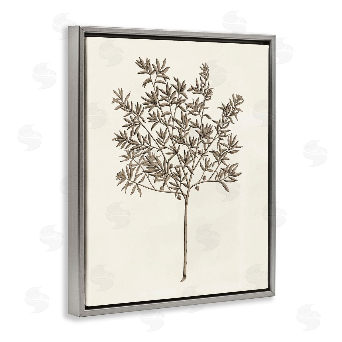 Vintage Study of Olive Tree Grey Floating Frame Canvas Wall Art, Home Decor by Phillipa Katz