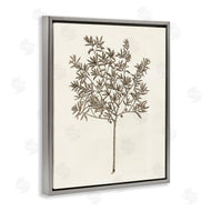 Phillipa Katz | Vintage Study of Olive Tree