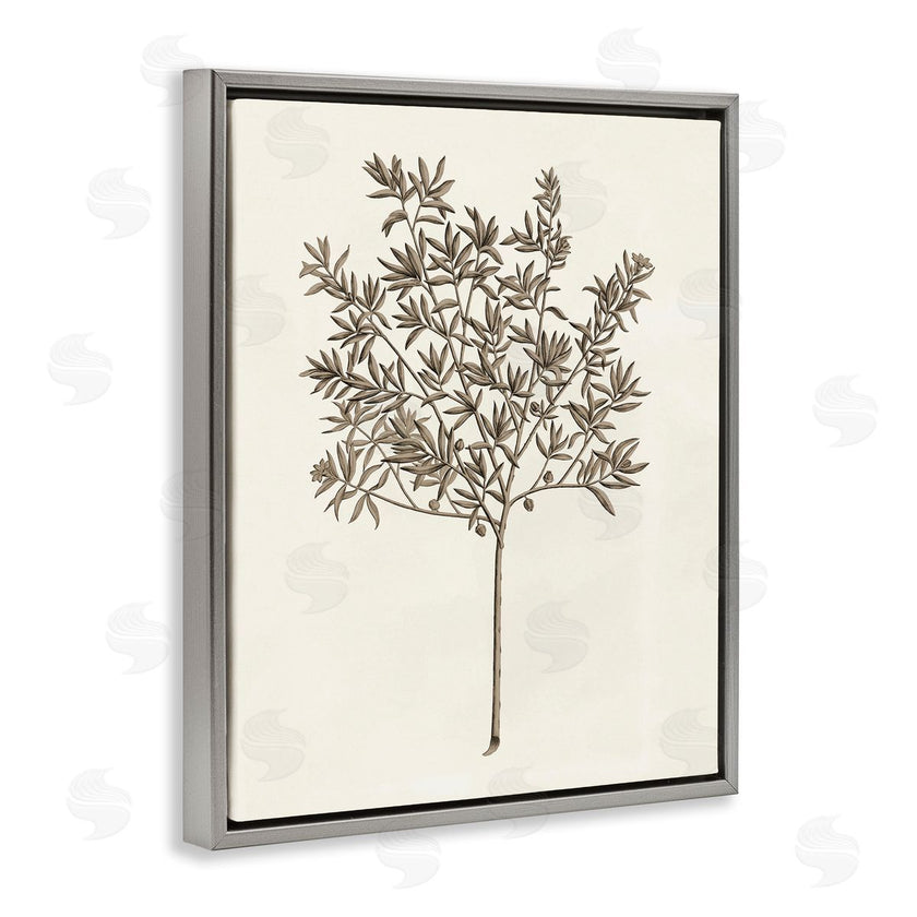 Phillipa Katz | Vintage Study of Olive Tree
