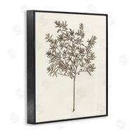 Phillipa Katz | Vintage Study of Olive Tree