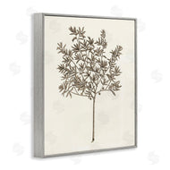 Phillipa Katz | Vintage Study of Olive Tree