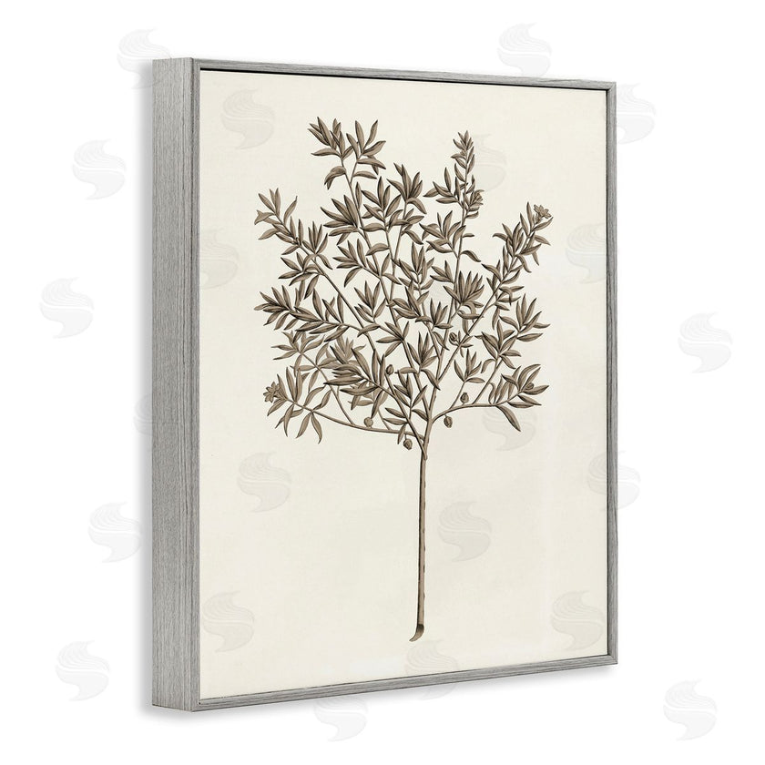Phillipa Katz | Vintage Study of Olive Tree