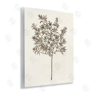 Phillipa Katz | Vintage Study of Olive Tree