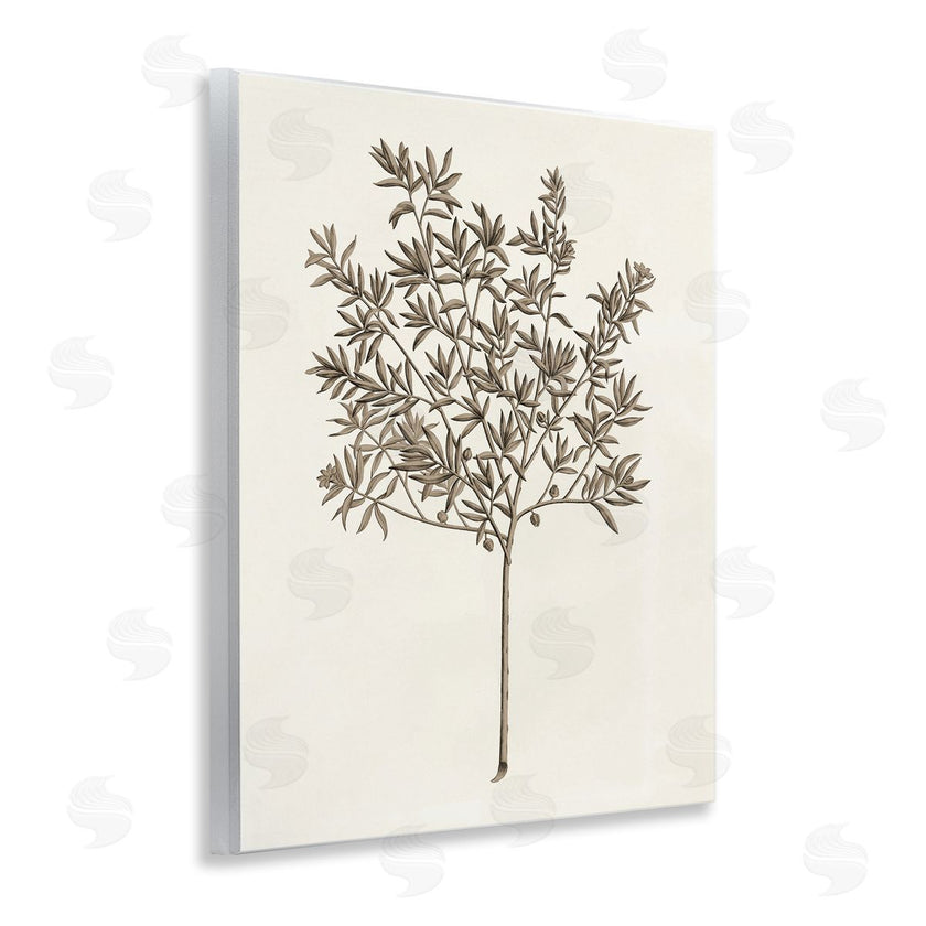 Phillipa Katz | Vintage Study of Olive Tree