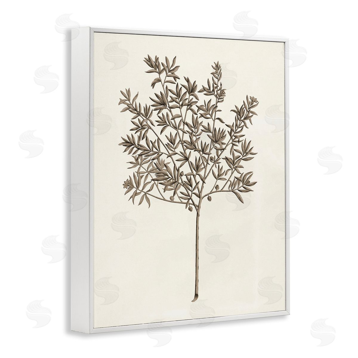 Vintage Study of Olive Tree White Frame Print Wall Art, Home Decor by Phillipa Katz