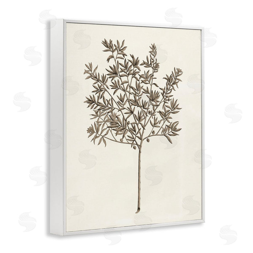 Phillipa Katz | Vintage Study of Olive Tree