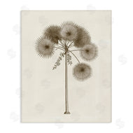 Phillipa Katz | Vintage Study of Palm Tree