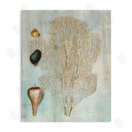 Susan Arnot | Detailed Coral & Seashells