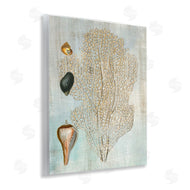 Susan Arnot | Detailed Coral & Seashells