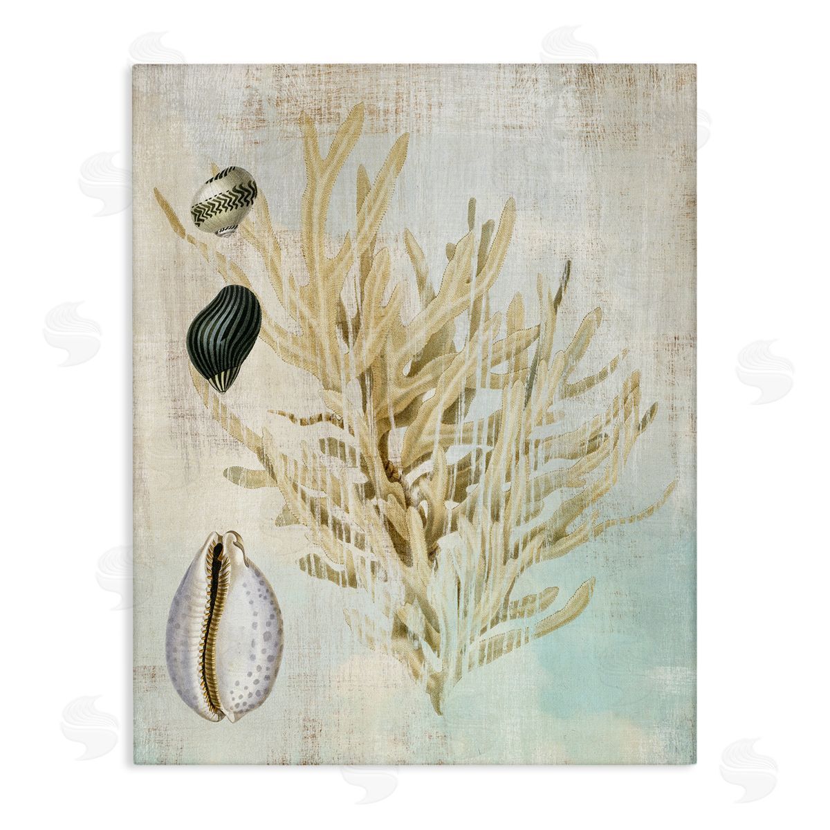 Coral Branch & Cowrie Shells Canvas Wall Art, Home Decor by Susan Arnot