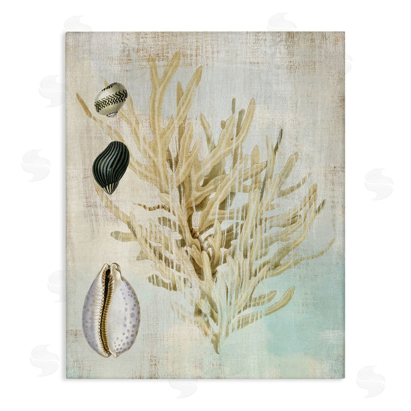 Susan Arnot | Coral Branch & Cowrie Shells