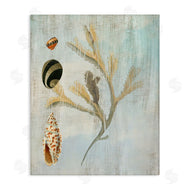 Susan Arnot | Mixed Seashells & Coral