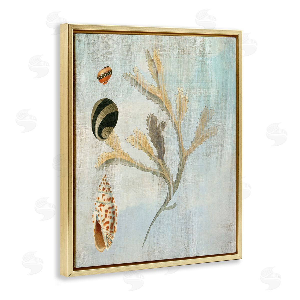 Mixed Seashells & Coral Gold Floating Frame Canvas Wall Art, Home Decor by Susan Arnot