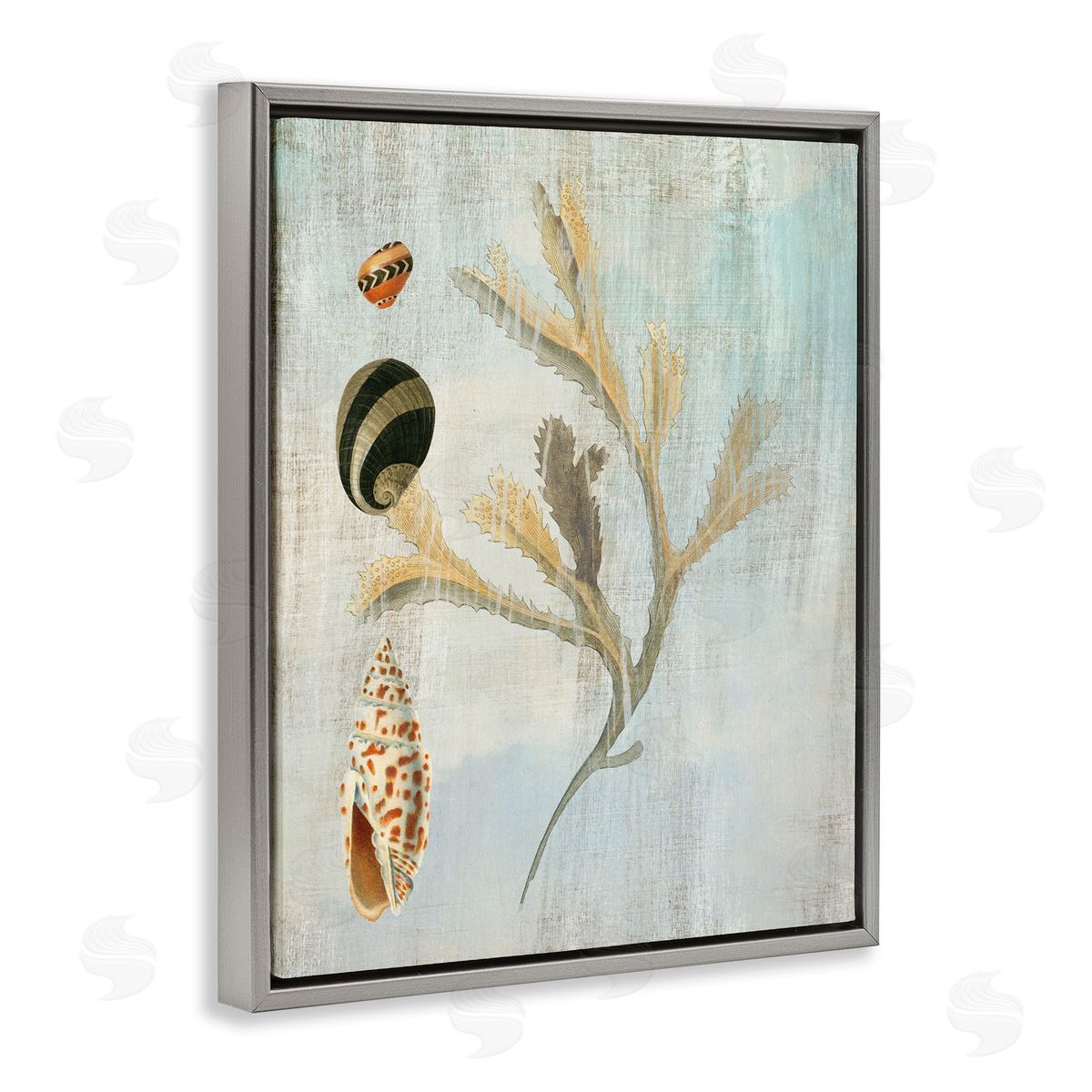 Mixed Seashells & Coral Grey Floating Frame Canvas Wall Art, Home Decor by Susan Arnot
