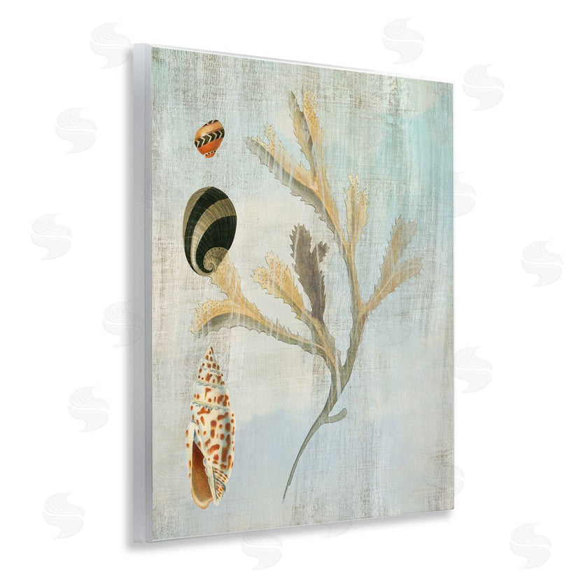 Susan Arnot | Mixed Seashells & Coral