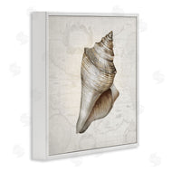 Conrad Knutsen | Conch Shell over Vintage Map