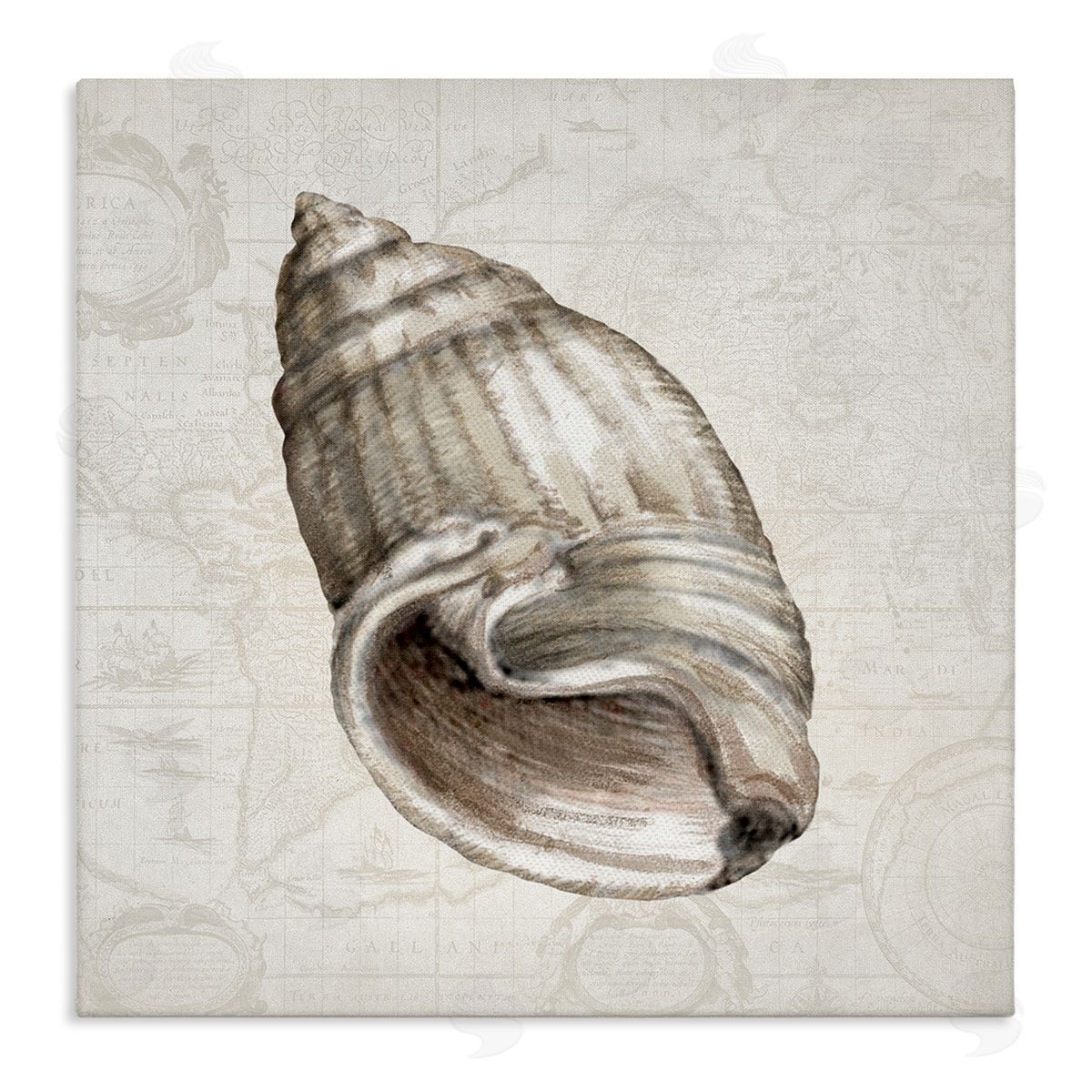 Conrad Knutsen | Seashell over Vintage Map