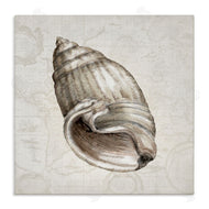 Conrad Knutsen | Seashell over Vintage Map