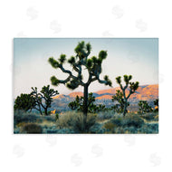 Danita Delimont | Joshua Trees in Vast Desert