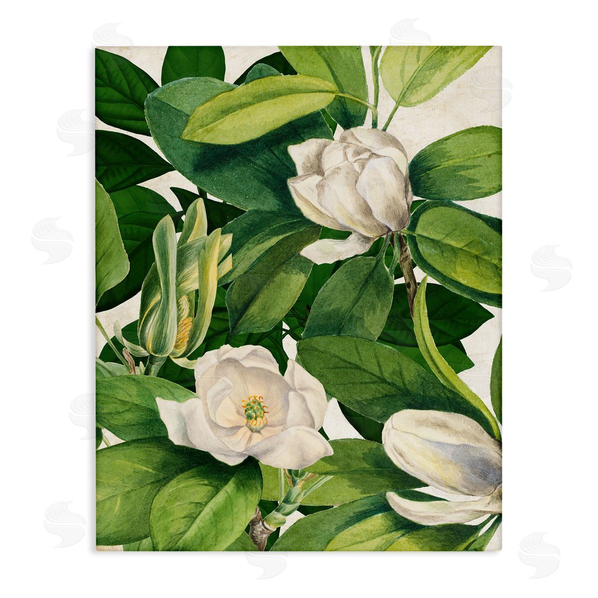 Susan Arnot | Flowering White Blossoms