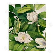 Susan Arnot | Flowering White Blossoms