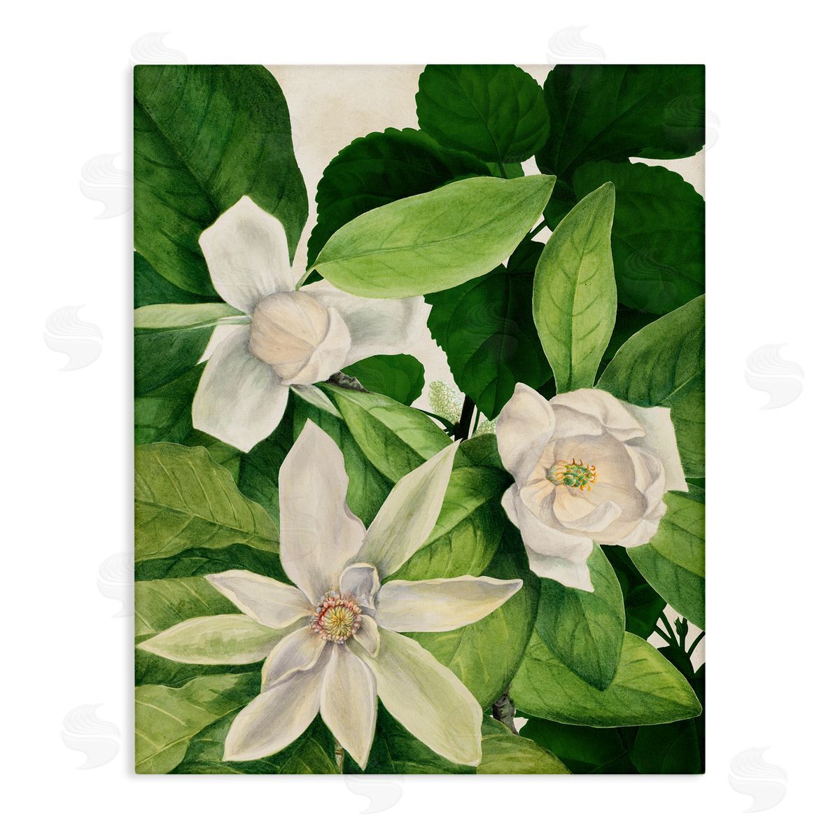 Susan Arnot | Blooming White Tropical Flowers