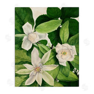 Susan Arnot | Blooming White Tropical Flowers