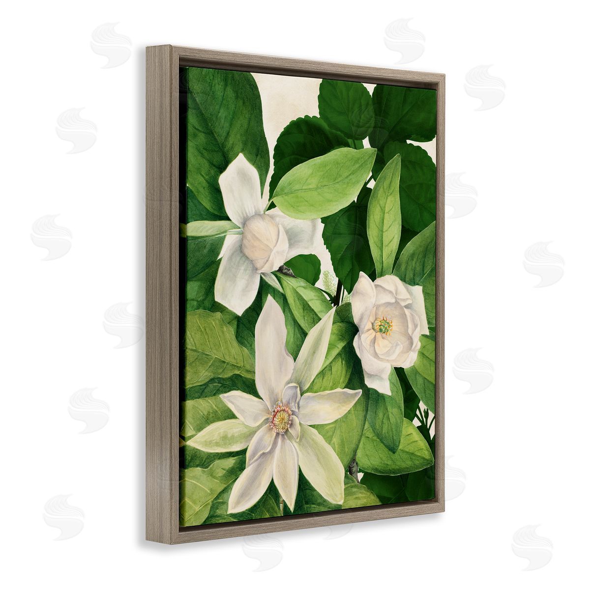 Susan Arnot | Blooming White Tropical Flowers