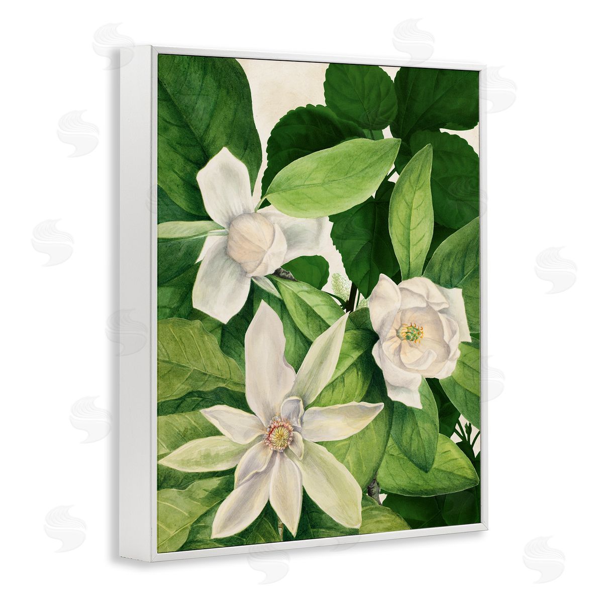 Susan Arnot | Blooming White Tropical Flowers