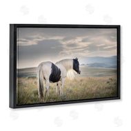 PHBurchett | Spotted Horse on Sunny Terrain